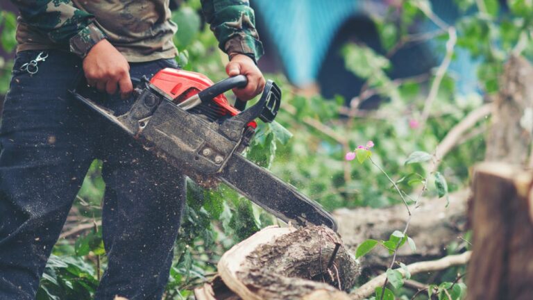 Read more about the article How much does tree removal cost?